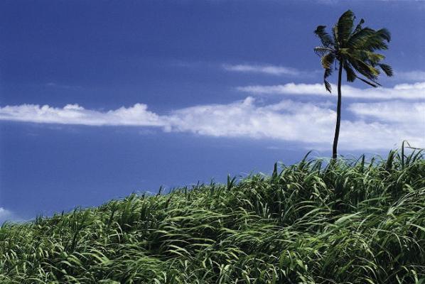 Sugarcane