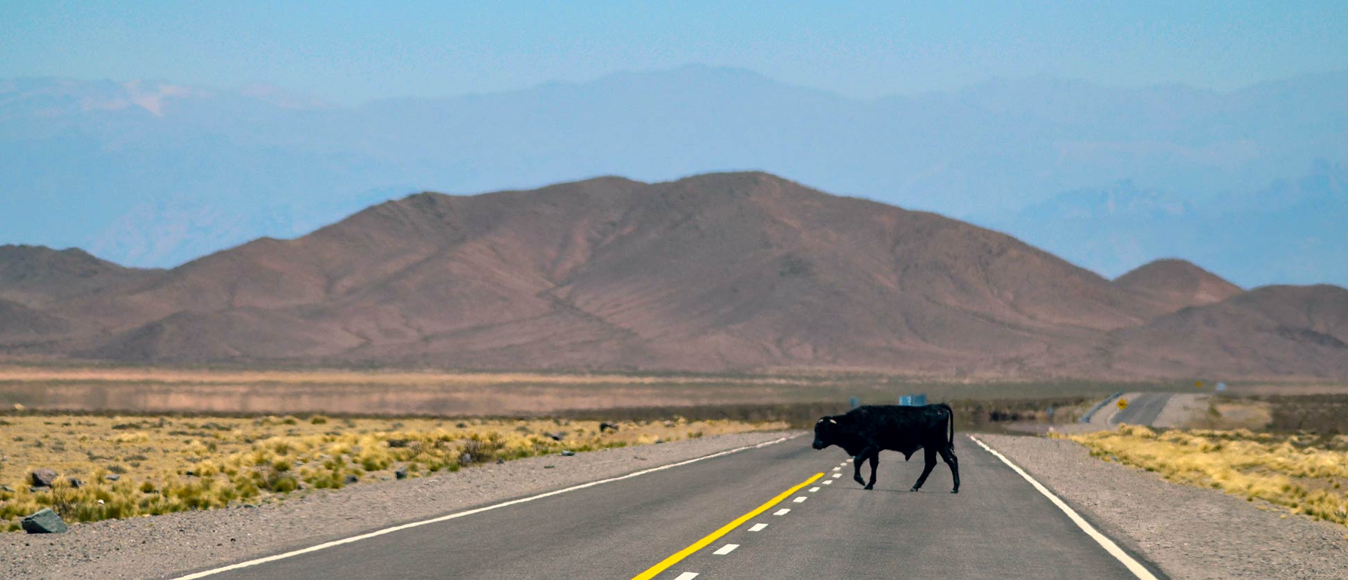 A Black Angus bull crosses the road in the Argentinean province of Salta.