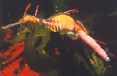 weedy sea dragon