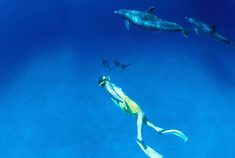 Bahamas - Diving with Dolphins