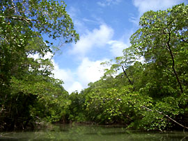 Amazon Rainforest