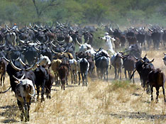 livestock farming