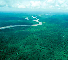 Congo Rainforest