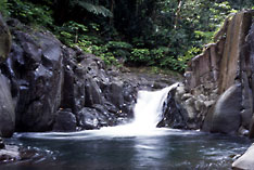 dominica forest