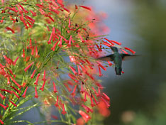 Birding Grenada