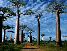 [http://www.nationsonline.org/gallery/Madagascar/Baobab.jpg]
