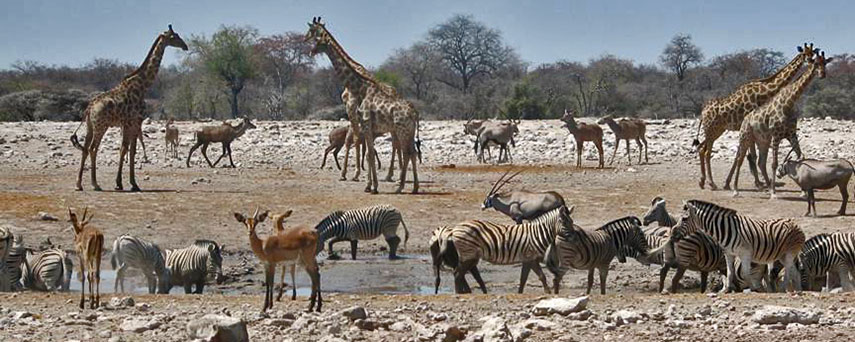 Namutomi Waterhole, Namibia