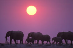 Elephants