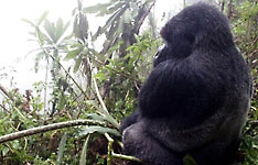 Mountain Gorilla