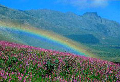 Rainbow Nation