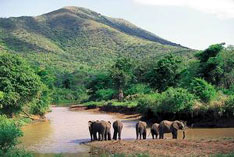 African Elephants