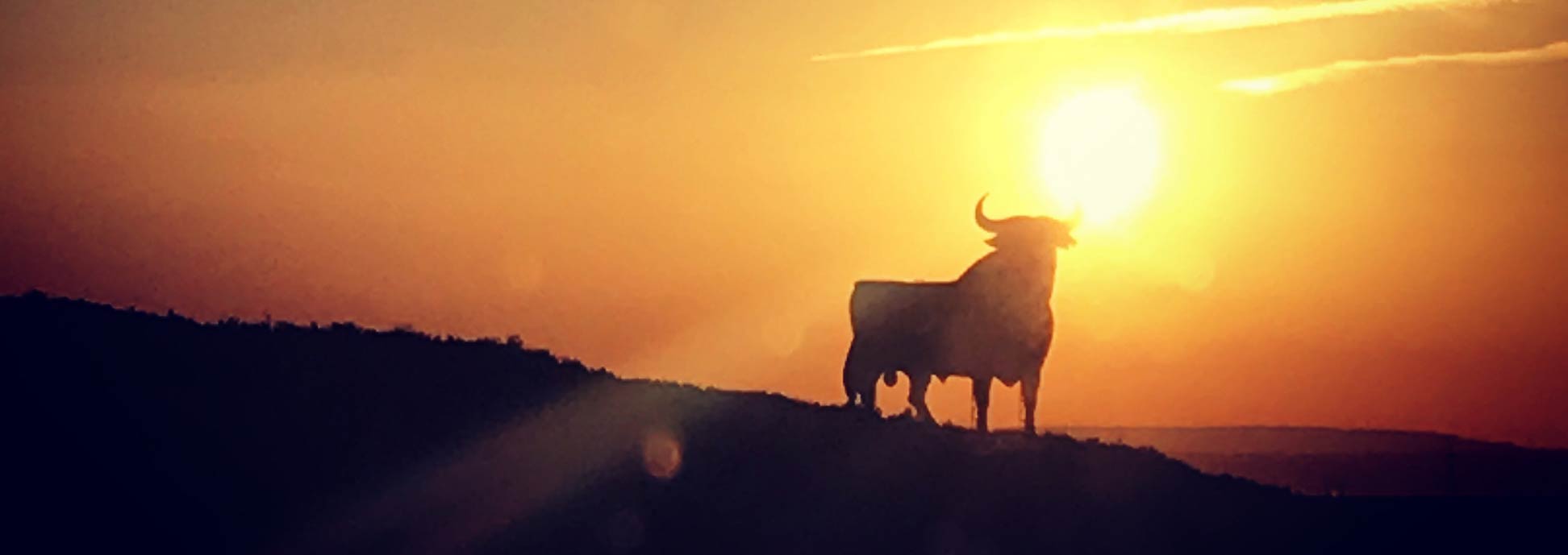 Spanish bull at sunset