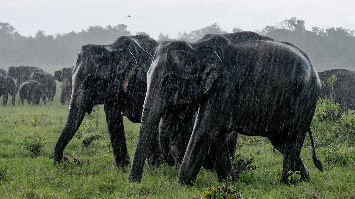 Elephants in the rain in Kaudulla National Park