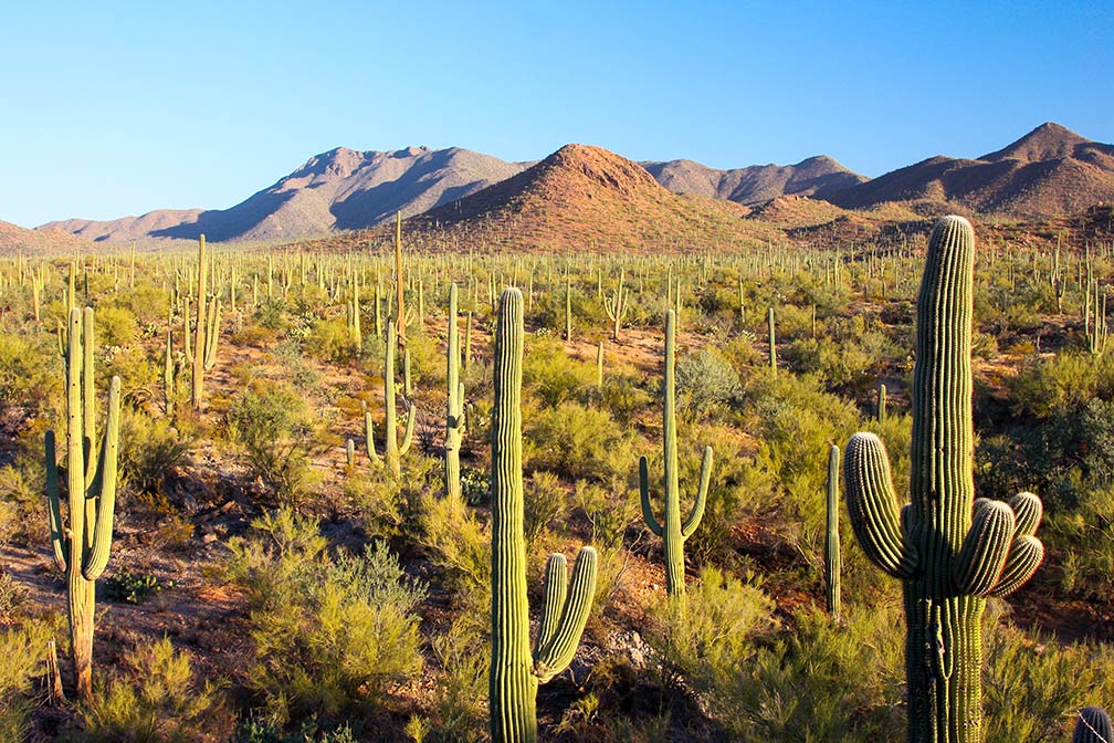 Sonoran Desert in Saguaro National Park, Arizona