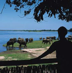 Elephants Zambia