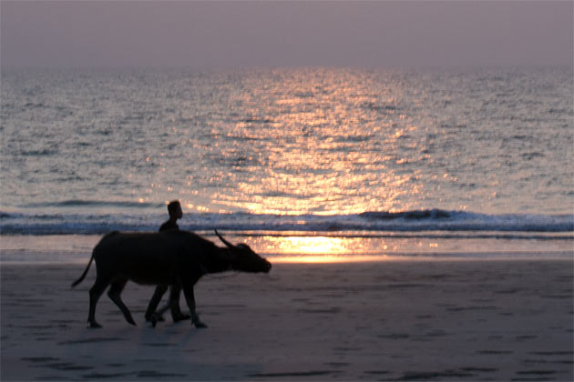 water buffalo at the shore of the Bay of Bengal Myanmar