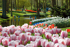 Keukenhof