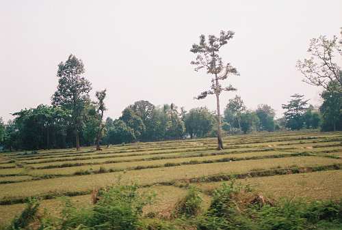 road2Vientiane07 Rice fields, South Laos.