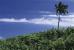 Sugarcane