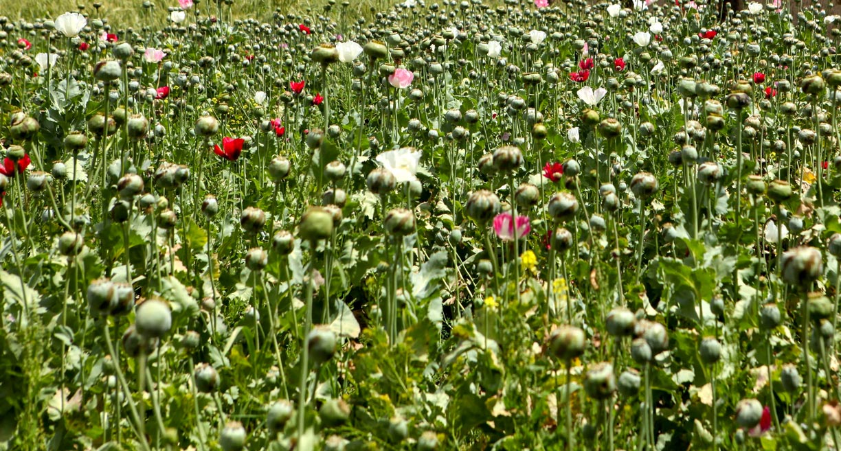 A poppy field in Helmand province of Afghanistan.