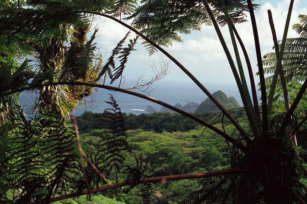 Tutuila rainforest