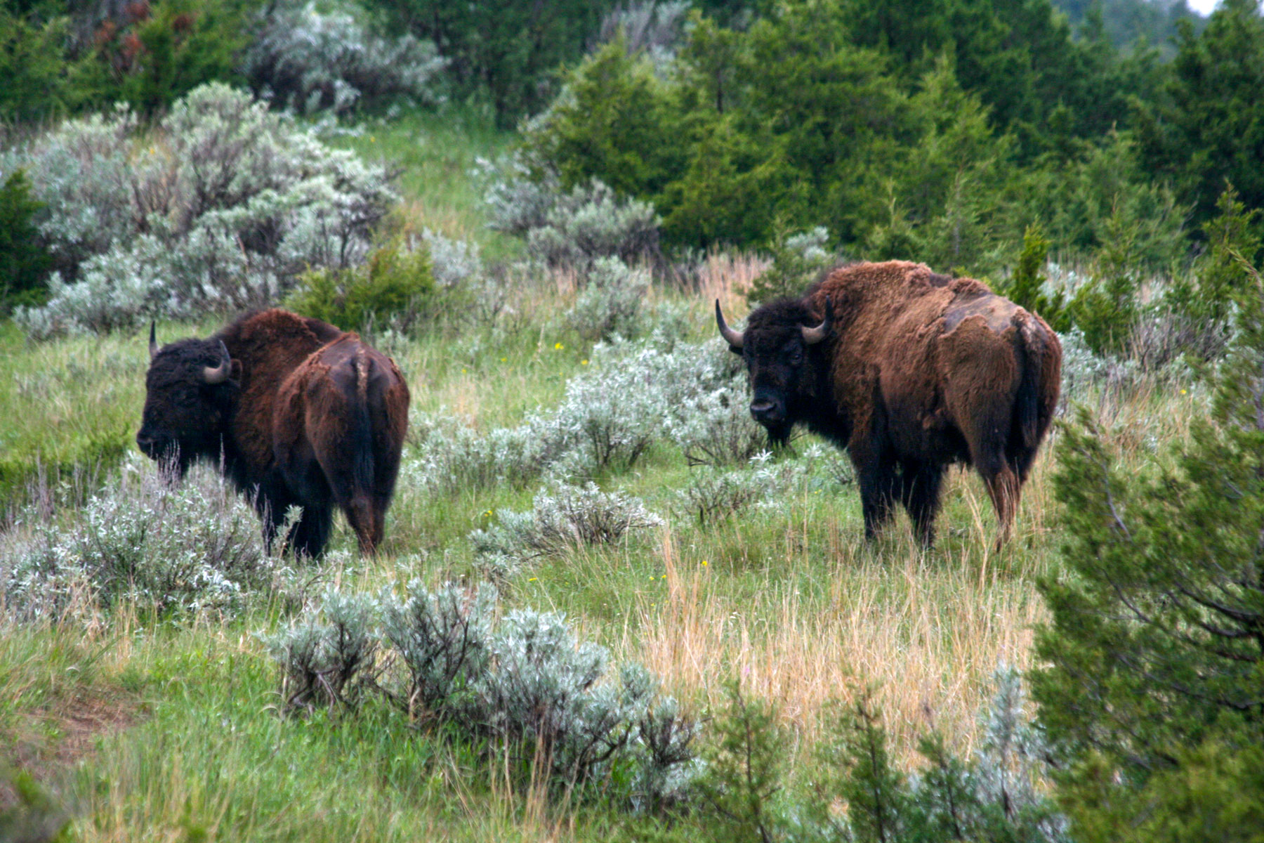 Bison in Theodore Roosevelt National Park in North Dakota