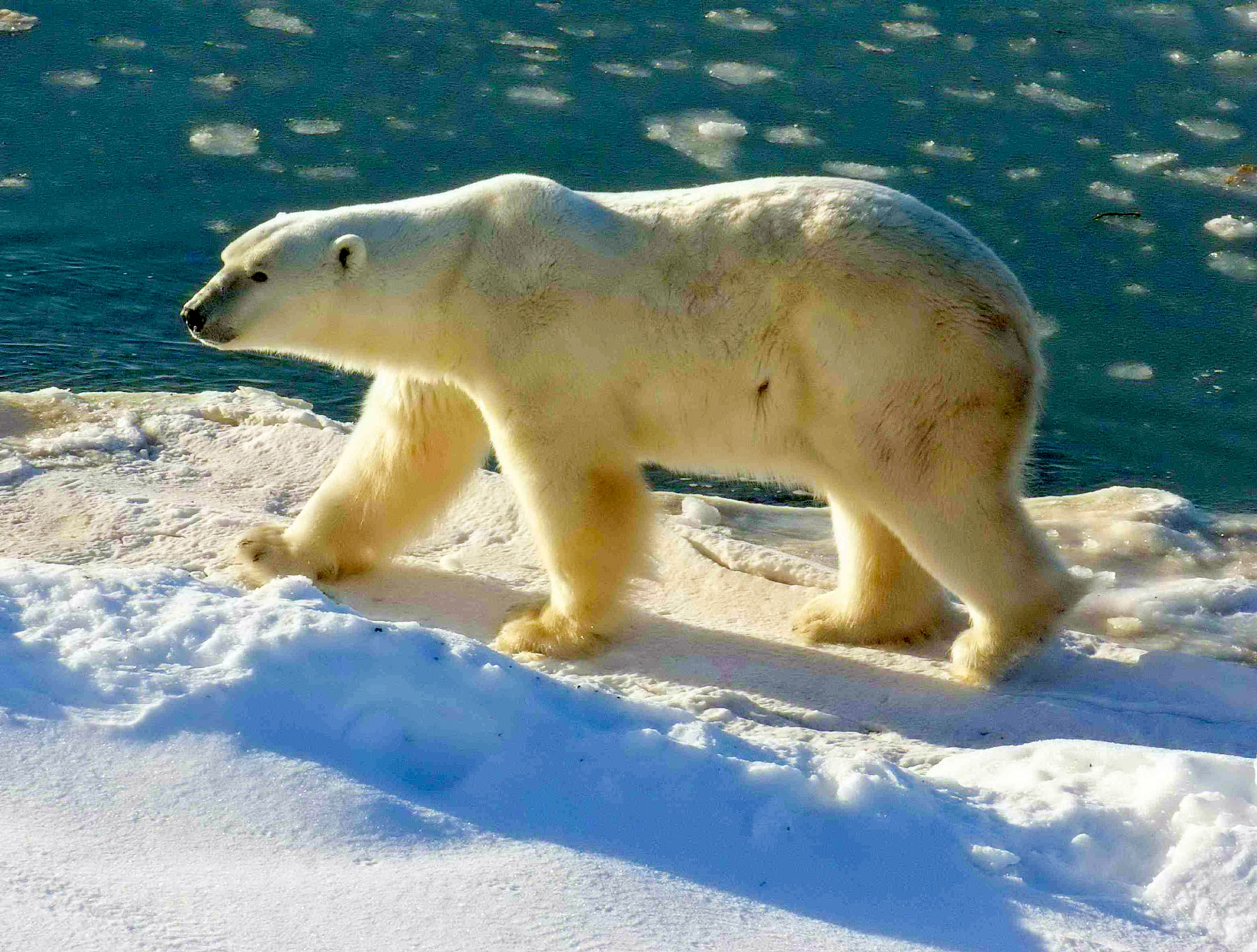 A Polar Bear at Cape Churchill 