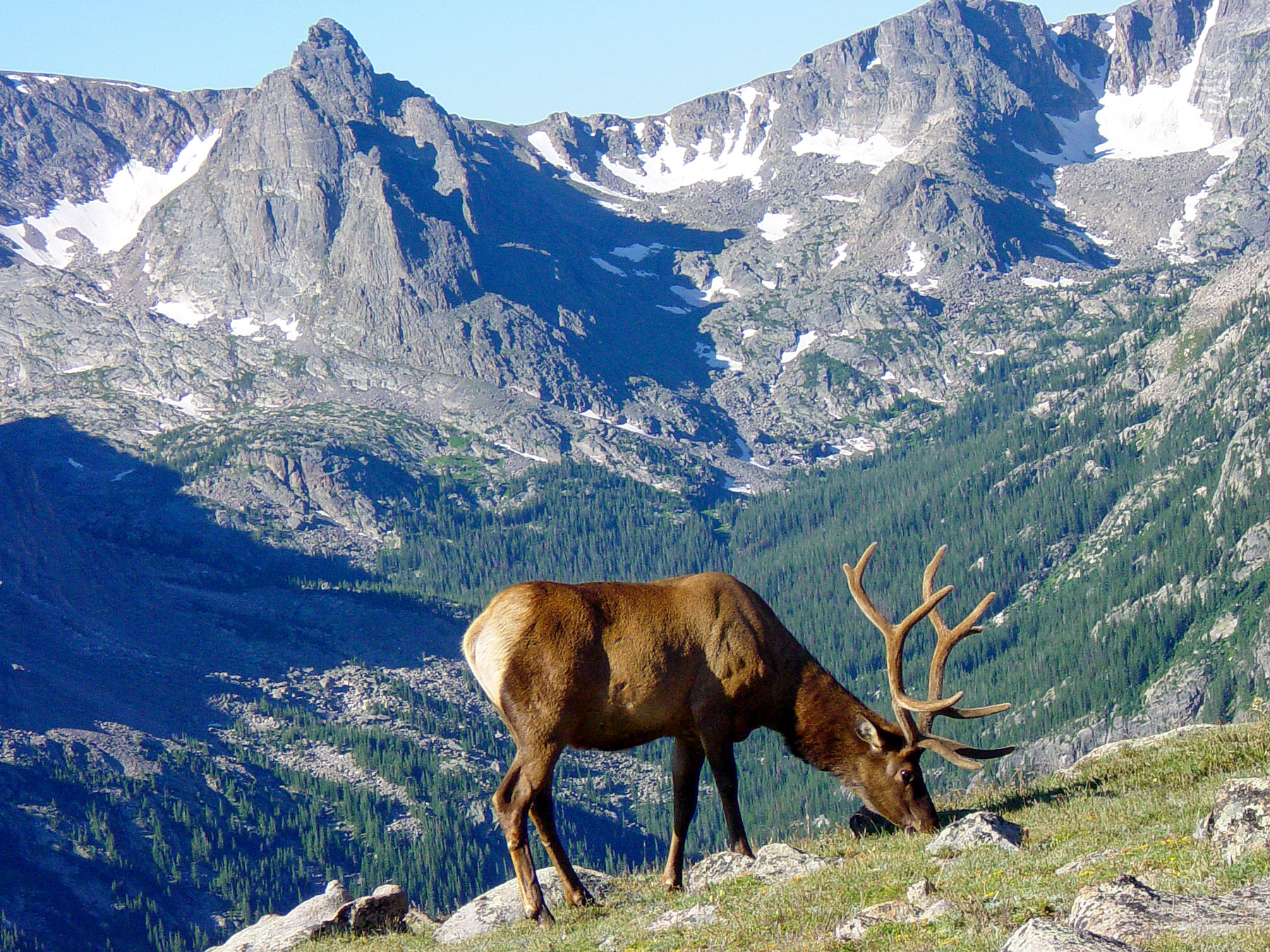 Wapiti bull in the Rocky Mountain National Park
