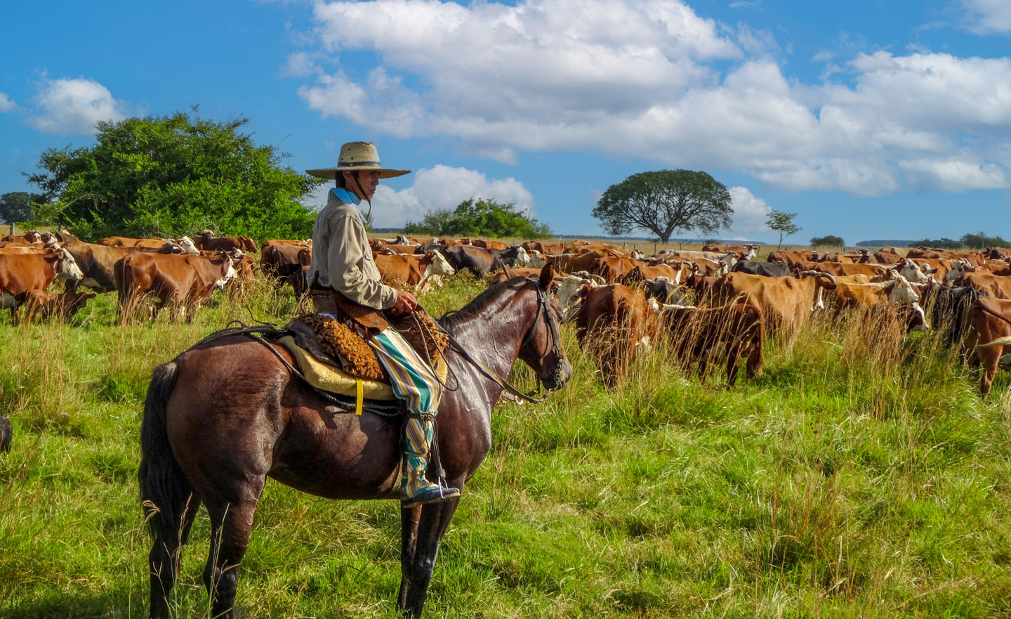 Gaucho with herd of cattle in the grasslands of the vast pampas