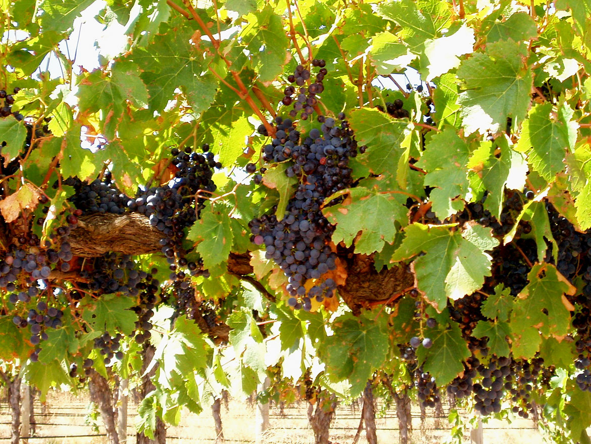 Wine in Barossa Valley, South Australia