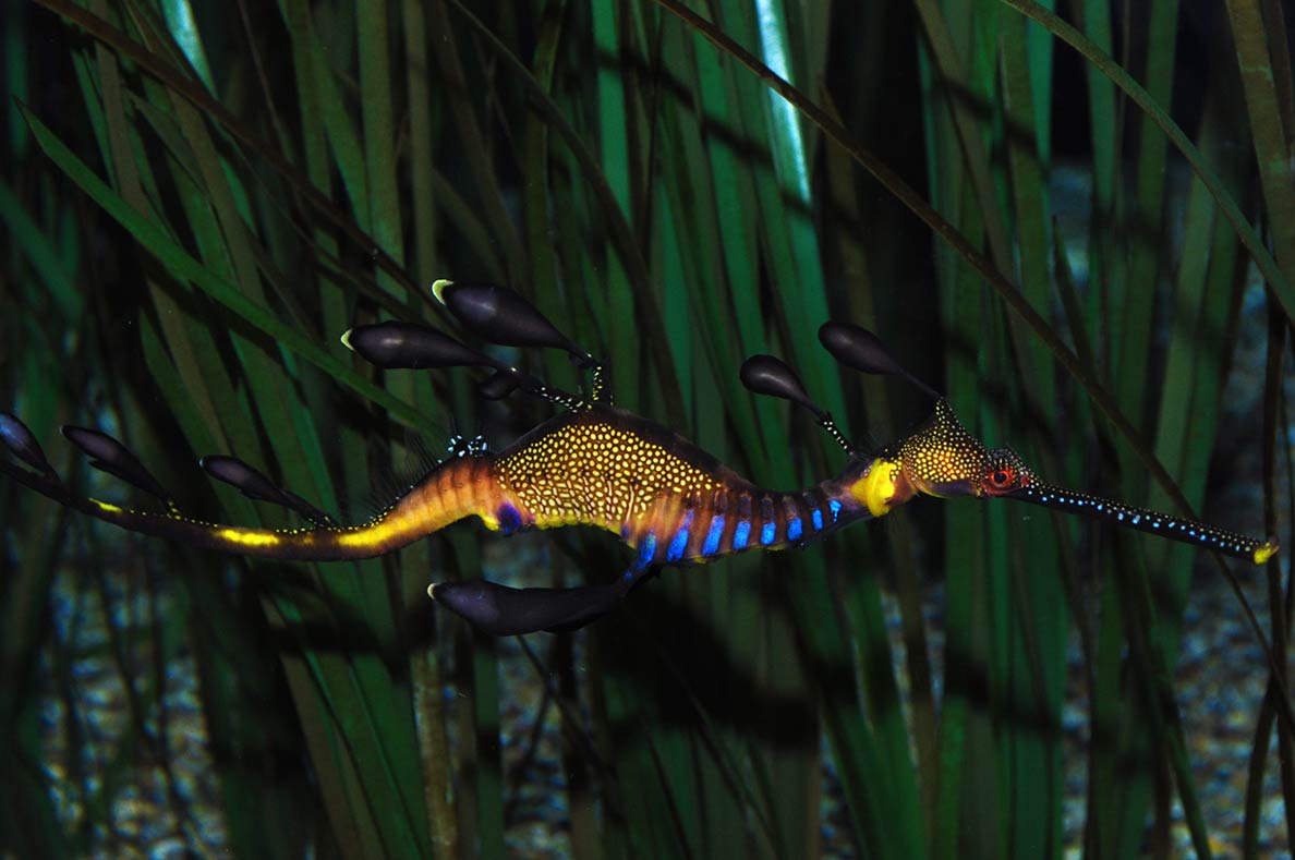 weedy sea dragon