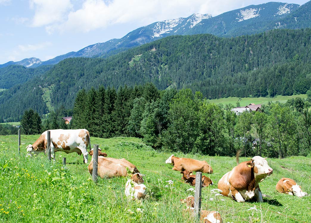 Austrian cattle
