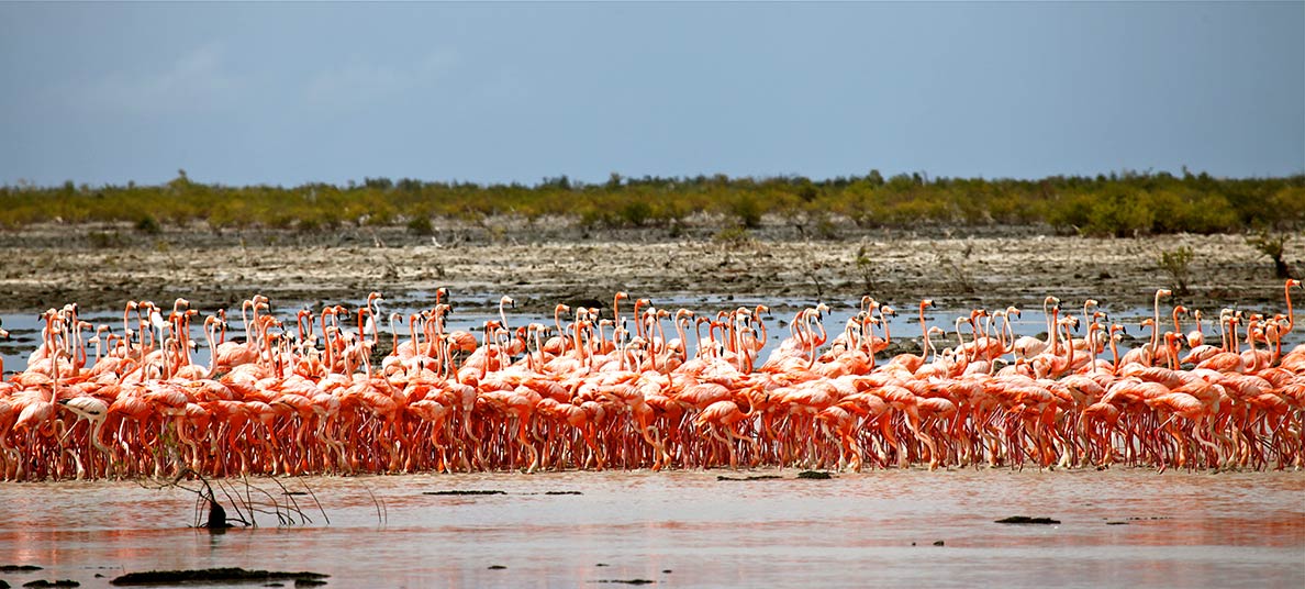 Flamingos in the Inagua National Park, Bahamas
