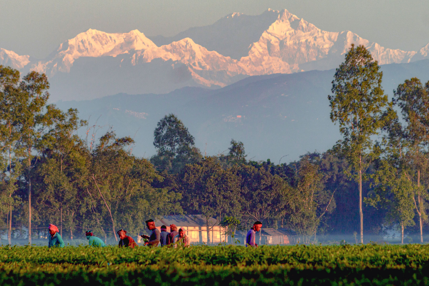 Tea fields in Tentulia with Kanchenjunga visible