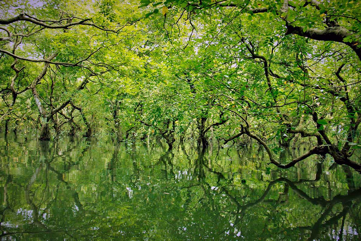 Ratargul Swamp Forest near Sylhet in Bangladesh
