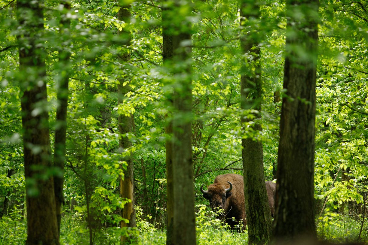 Bison in Bialowieża National Park
