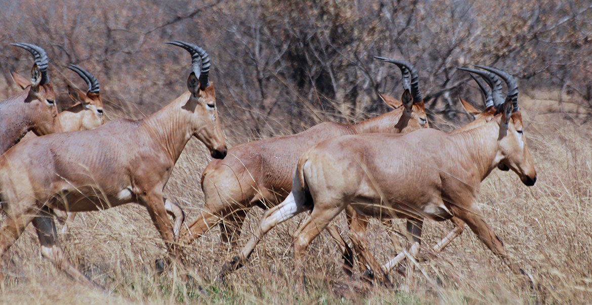 Hartebeest herd Pendjari Nationalpark, Benin