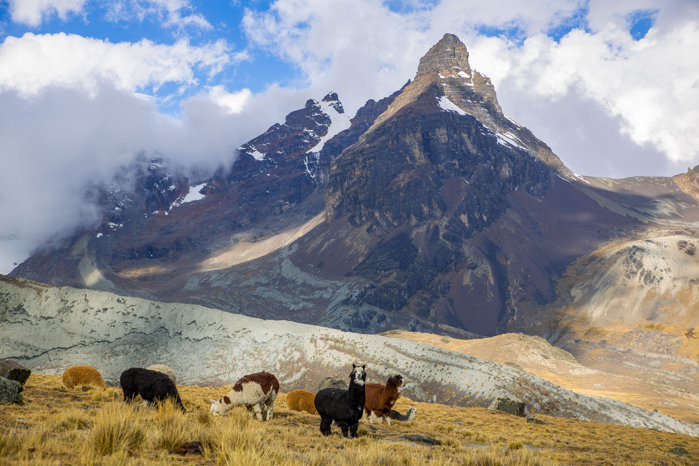 Llamas near Aguja Negra mountain in the Kunturiri (Condoriri) massive in the Cordillera Real, north of La Paz