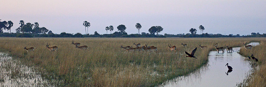 Antelopes and birds in the Okavango Delta, Botswana