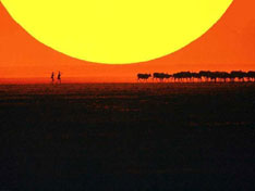 Bushmen in Botswana 