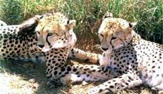 cheetahs