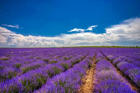 Lavender field in Letyovo, Bulgaria.