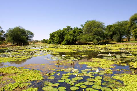 Chad River Scenery