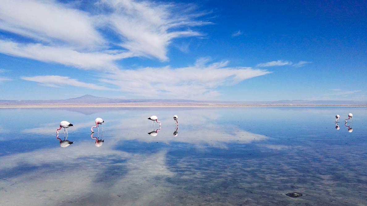 Flamingos in the Laguna Chaxa in Chile