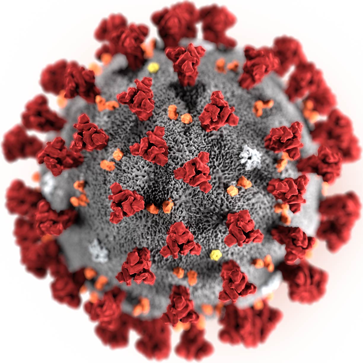 Rendered image of the 2019 Novel Coronavirus (2019-nCoV)