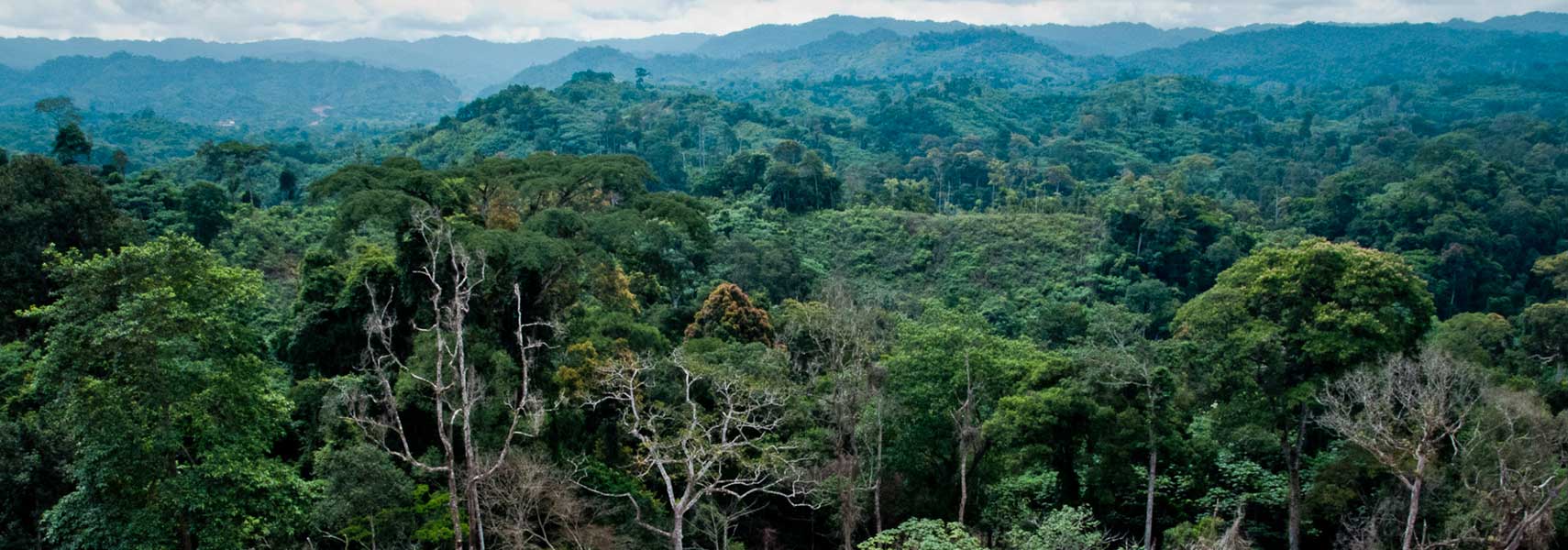 Tropical rainforest between Dolosie and Pointe-Noire in Congo-Brazzaville