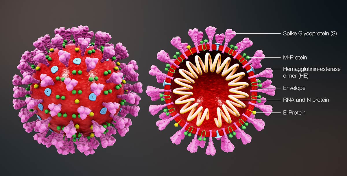 3D illustration of the 2019 Novel coronavirus COVID-19
