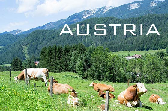 Cattles, Austrian Alps, Austria