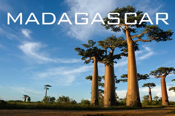 Baobabs near Morondava, Madagascar