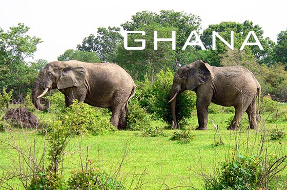Elephants in Mole National Park, Ghana